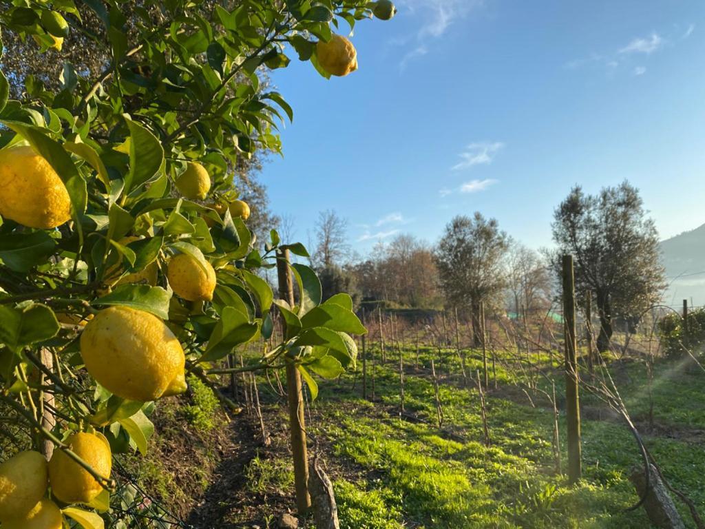 Willa Quinta Da Aranha Arcos de Valdevez Zewnętrze zdjęcie
